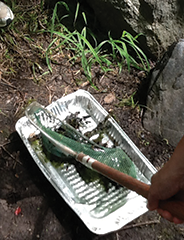 Teachers collected insects to evaluate pond health at Caumsett State Historic Park Preserve.