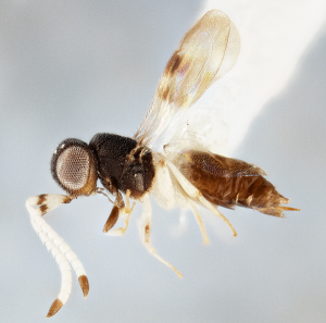 Female Wasp